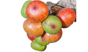 Sycamore fruits name