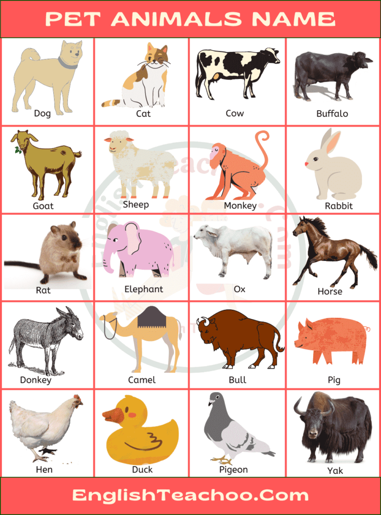 Pet Animals Name: List of Pets Animal In English with Pictures