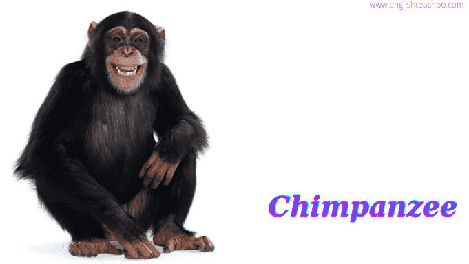 chimpanzee white background image