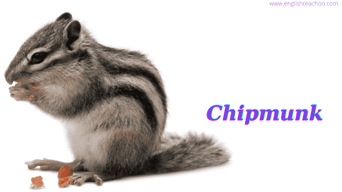 chipmunk image