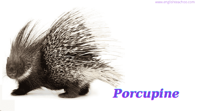porcupine image