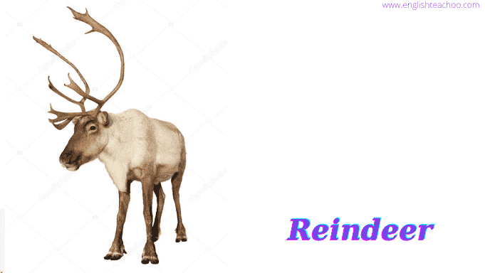 reindeer image