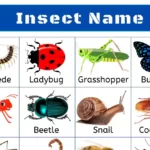 List of all Insects Name in English with Pictures