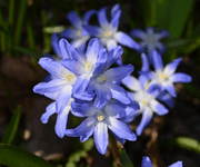 Bluestar Flower Images