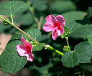 Burr Mallow flower images