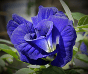 Butterfly Pea flower images