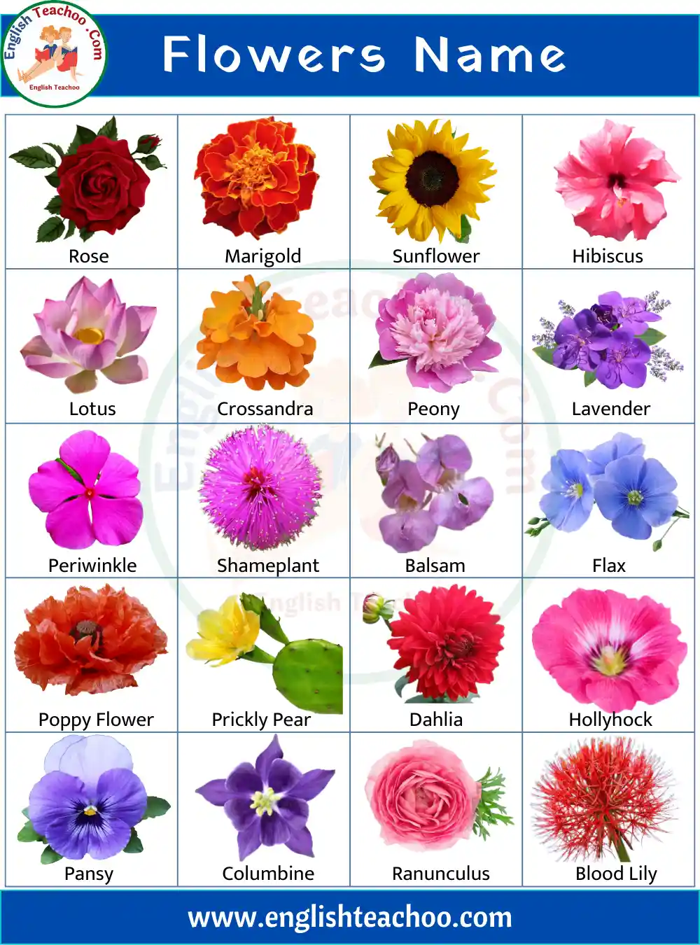 100 Flowers Name in English with Pictures - EnglishTeachoo