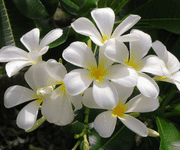 Jasmine flower images