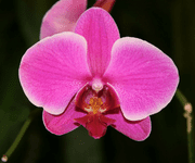Orchid flower images