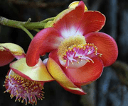 Rohira flower images