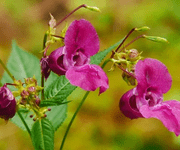 balsam flower images