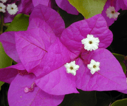 bougainvillea flower images