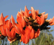 butea monosperma flower