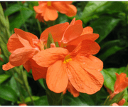 crossandra flower images