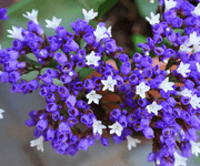 lavender flower images