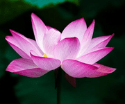 lotus flower image