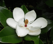 magnolia flower images