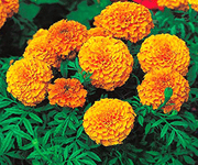 marigold flower image