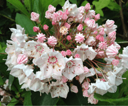 mountain laurel flower images