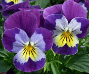 pansy flower images