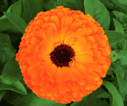 pot marigold flower images