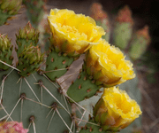 prickly pear flower images