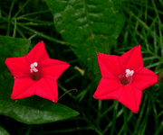 star glory flower images
