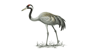 Cranes bird name