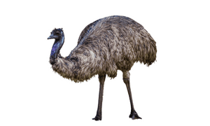 Emu white background