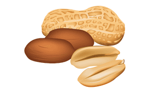 Groundnuts Peanuts