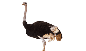 Ostrich bird name in english