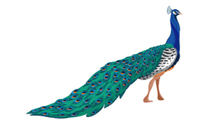 Peacock bird names in english