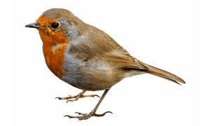 Robin bird name in english