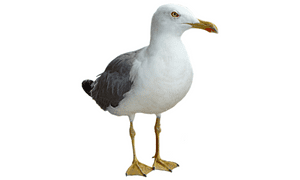 Seagull bird name in english