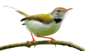 Tailorbird