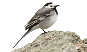 Wagtails white background