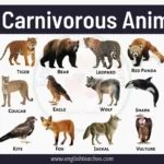 Carnivorous Animals Name List and Examples