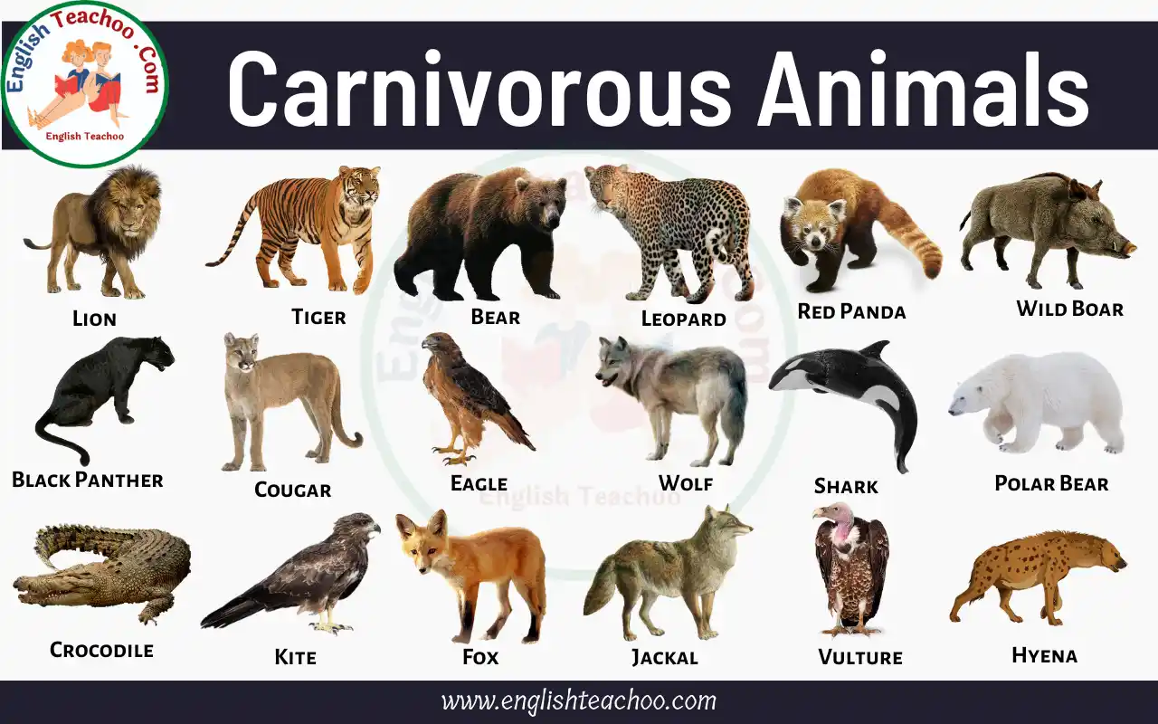 Carnivorous Animals Name List and Examples